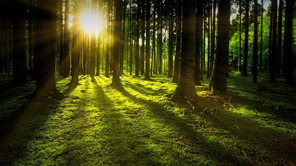 Nature's Healing Power_Forest Bathing