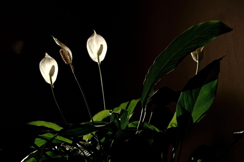 Nature’s Healing Power: 8 Easy Tips for a Sustainable Home 4 Nature's Healing Power_Indoor plant