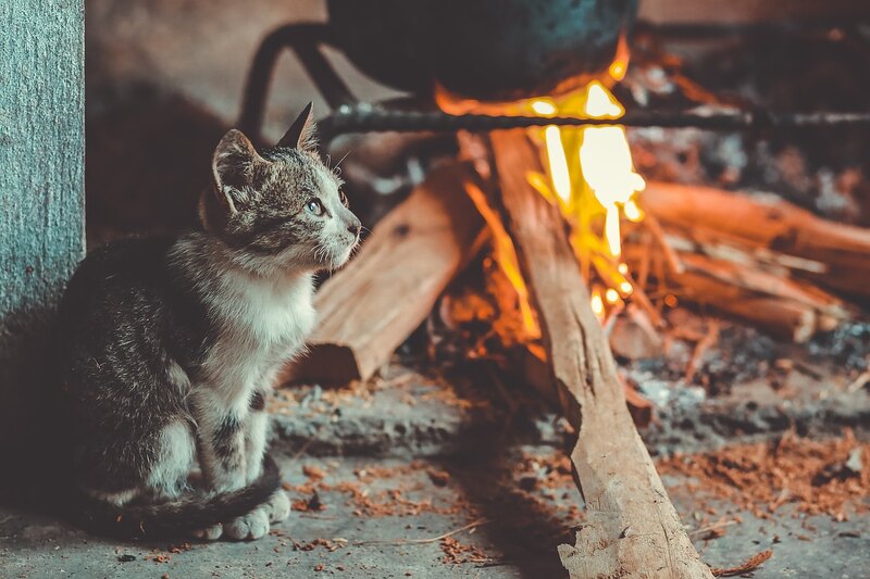 off-grid living_fireplace with cat